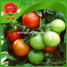 Landwirtschaftliche Gewächshäuser für Tomaten rote Sonne Tomate